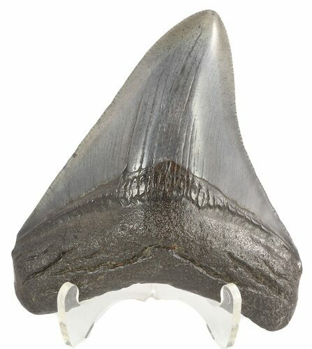 Fossil Megalodon Tooth - South Carolina #47486